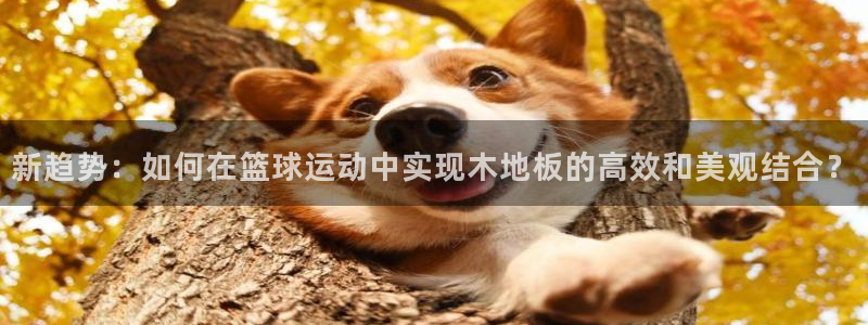 风速体育直播篮球nba：新趋势：如何在篮球运动中实现木地板的高效和美观结合？